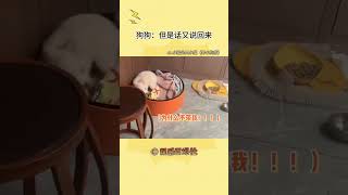 小狗:什么人啊真的是……但是话又说回来（来源小猫是只小猫（养小狗版） ）#小狗狗能有什么坏心思#shorts