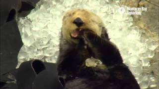 氷を貝と間違えたことに気づいたラッコの表情がたまらない　[sea otter]