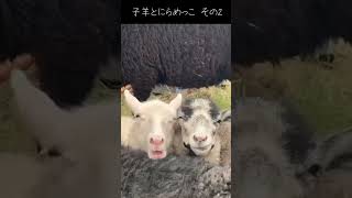 子羊とにらめっこ その2 #animals #動物 #ペット