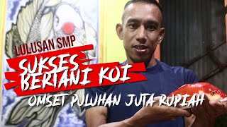 Sukses Bertani Ikan Koi Omset Puluhan Juta Rupiah