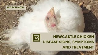 Newcastle Chicken Disease | Signs, Symptoms, Control & Treatment | AFRICA FARMING (Diseases Ep 2)