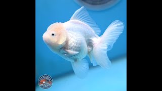 Snow White Oranda 3.5 inches Body - Female (250117_OR03)