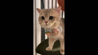 Funniest Cats Videos 2024 😁Funny Cat Videos − Funny Cats