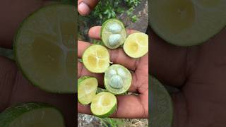 అడవి నిమ్మకాయలు-Wild Lemon 🍋  #shorts #lemon #arakutribalculture