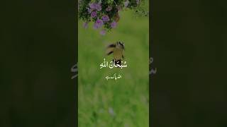 Subhan Allah 🥰 #quranismylife #islamictext #shortvideo #duet