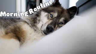 My Huskies Morning Routine!