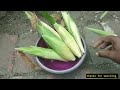 আঙ্গিনায় উঠানে টবে ভুট্টা চাষ। how to grow corn in yard।।@arunmandalgrow