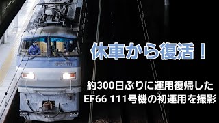 同期が廃車される中、サメが復活！約300日休車していたEF66 111号機の初運用を撮影！