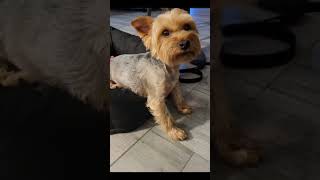 Słodki Piesek #shorts #pies #funny #dog #dogs #funnydogs #cutedog #sweet #shortvideo #dogs #yorkie