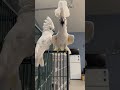 Dancing Umbrella Cockatoos🤣 #cockatoos #birds #cockatoolife