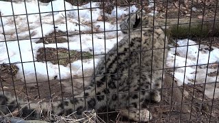 ユキヒョウ少年フク　草とったどー（蔵出し）Snow Leopard Cub