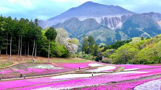 Japan park walk | Mountain Hitsujiyama Chichibu Saitama Japan |Japan Walk