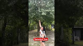 Tamarind Tree #everyoneeverywhere #shortsvideo #funny #trending