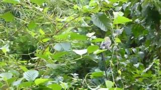 Bettelnde junge Kohlmeise (Parus major)