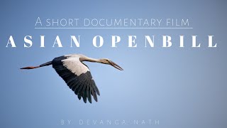 ASIAN OPENBILL || SHORT DOCUMENTARY FILM || WILDLIFE