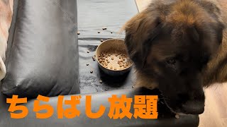 【レオンベルガー】口が大きいので小さい物はうまく食べられない海君【超大型犬】