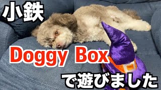 【チワプー】Doggy Boxをプレゼントされて興奮する小鉄！