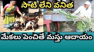 goat farming in telugu /మేకల పెంపకం/అమ్మ నాన్న వద్ద నేర్చుకున్న, ఆదాయం బాగుంటది