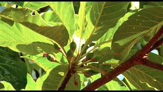 Chiuri (Butter Tree) - (in Nepali)