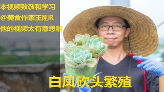 并不是厨师长教你：多肉白凤的砍头繁殖