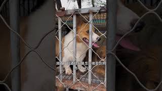 |盤錦流浪動物救助老姜||毛孩子||狗|救下壹車即將被賣掉的狗狗#shorts