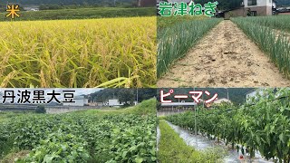 各作物の状況報告※最後に報告有り　お米　岩津ねぎ　丹波黒大豆　ピーマン