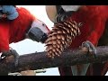 Diego and Goldie , Scarlet Macaw Freeflight  (Podolanka 5.11.2014)