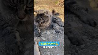 Маманчик ти знаєш як говорили мої предки? 🐈☝️💪❤️ #catlover #memes #shortcatsvideos #cat