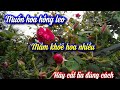 Hướng dẫn cắt tỉa hoa hồng leo trồng chậu đúng cách