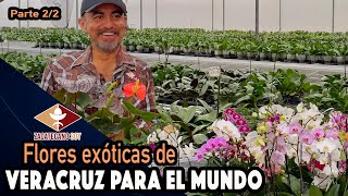 MANOS MEXICANAS EXPERTAS en la producción de flores exóticas