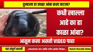 कधी खाल्ला आहे का हा काळा आंबा आतून कसा असतो VIDEO पाहा । HP NEWS MARATHI