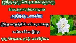 இந்த ஒரு செடி உங்களுக்கு கிடைத்தால் நீங்கள் தான் அதிர்ஷ்டசாலி!! பெருமாளுக்கு உகந்த மலர் பாரிஜாதம்!!!