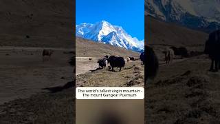 The Tallest Virgin Mountain In The World -Mount Gangkar Puensum #relaxingmusic #flute#mountains