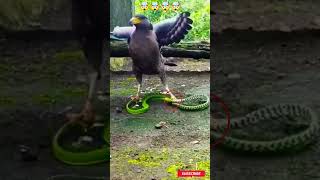 Eagle And Snake 🔥🤯🤯 #shorts #shortvideo #wild