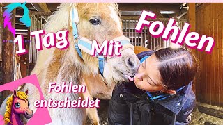 Einen Tag mit Fohlen Sterni