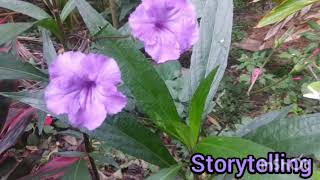 മനോഹരമായ വയലറ്റ് നിറത്തിലുള്ള പൂവ് showing purple color arali flower with story telling