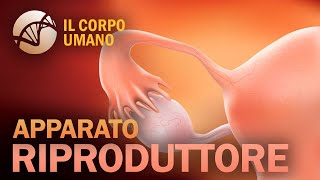 Apparato Riproduttore maschile e femminile (parte 1) - Il Corpo Umano