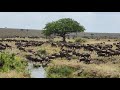 4K Africa Wildlife Paradise - Nature Relaxation Scenery Travel  |Wildebeest migration Maasai Mara