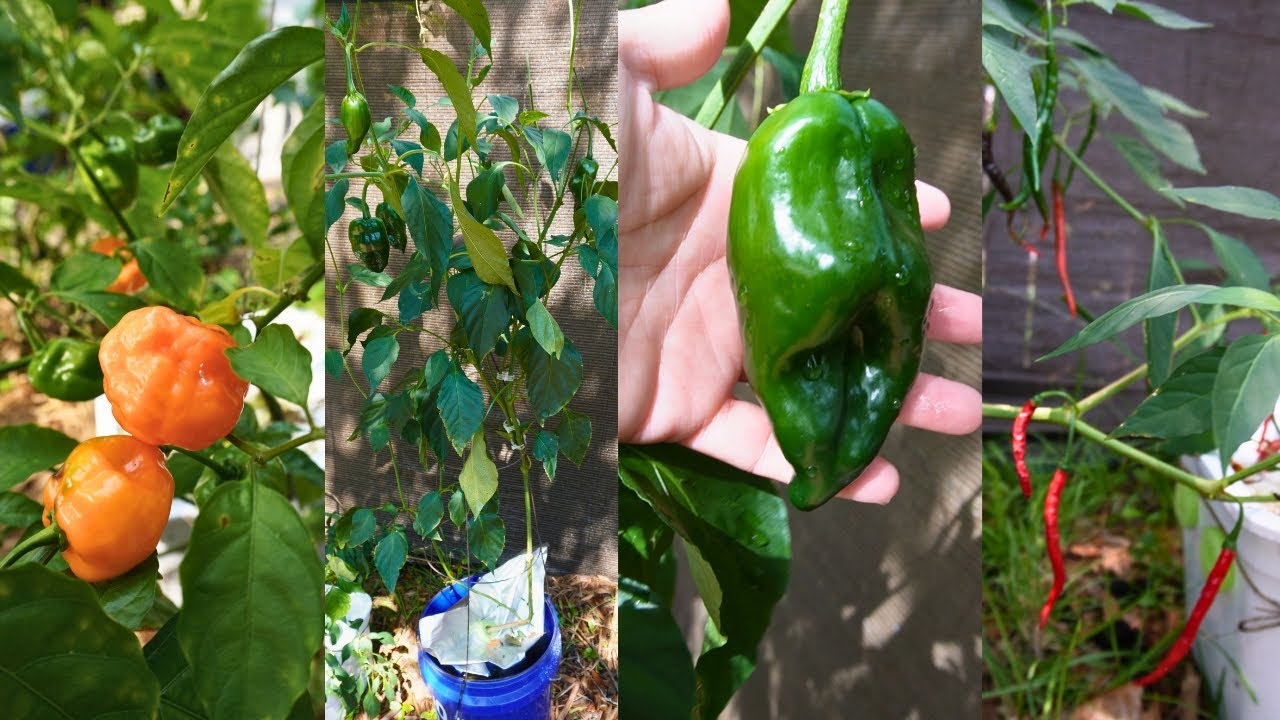 Hydroponics Growing Peppers