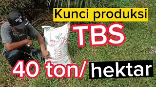 kunci produksi 40 ton/hektar,dengan mahkota 13-8-27-4-0,5