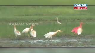 Damdar Khabar: Rare Red Color Egret Found In Odisha