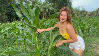 Ang Lusog nang Tanim kong Mais sa Bagong Farm ko :)