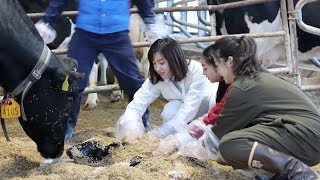 022 牛のお母さんの出産に立ち会ってみた～北海道は牧場日和～