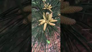 Pollen cones of Pinus strobus, eastern white pine