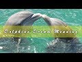 Dreams about dolphins - Interpretation and Meaning