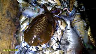 Menombak cumi-cumi malam hari di laut