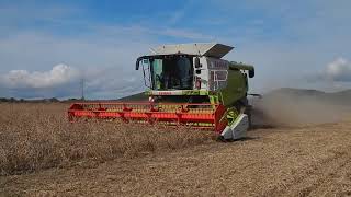 Žatva sóje a slnečnice //HARVEST 2020 -CLAAS LEXION 670  a CASE 527 Agrosev a SHR