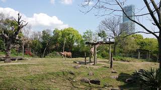 【天王寺動物園】アフリカサバンナゾーンまったり～