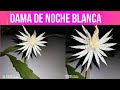 DAMA DE NOCHE FLORACIÓN BLANCA CUIDADOS Y CARACTERÍSTICAS