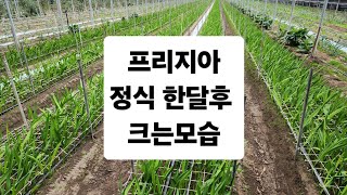 프리지아 정식 한달후 크는모습